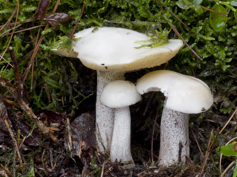 Suillus placidus